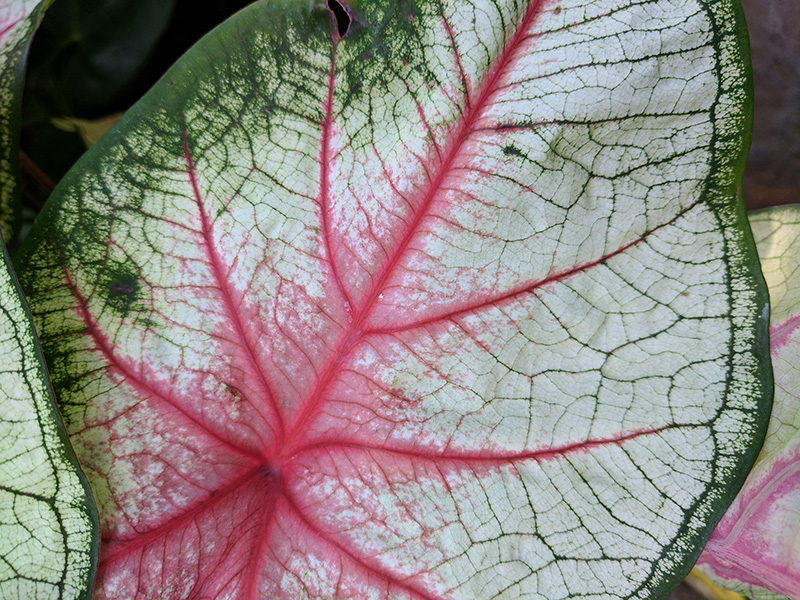 The leaf of a tropical plant.