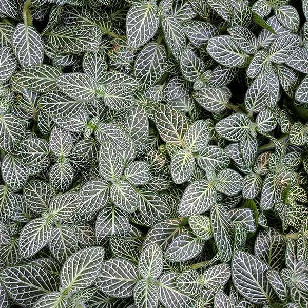 Leaves of the Nerve Plant.